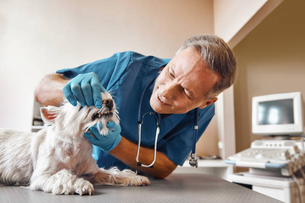 Best 24-Hour Emergency Dentist in Placitas, NM